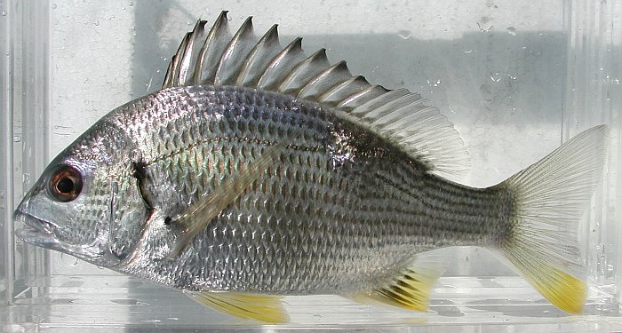  p>黄鳍棘鲷(学名: i>acanthopagrus latus /i>)是鲷科,棘鲷属的一种