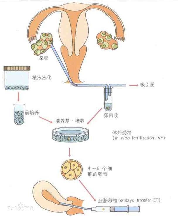 过程,也称作配子结合或受胎,一般于排卵后的6～7天,发生在女性输卵管