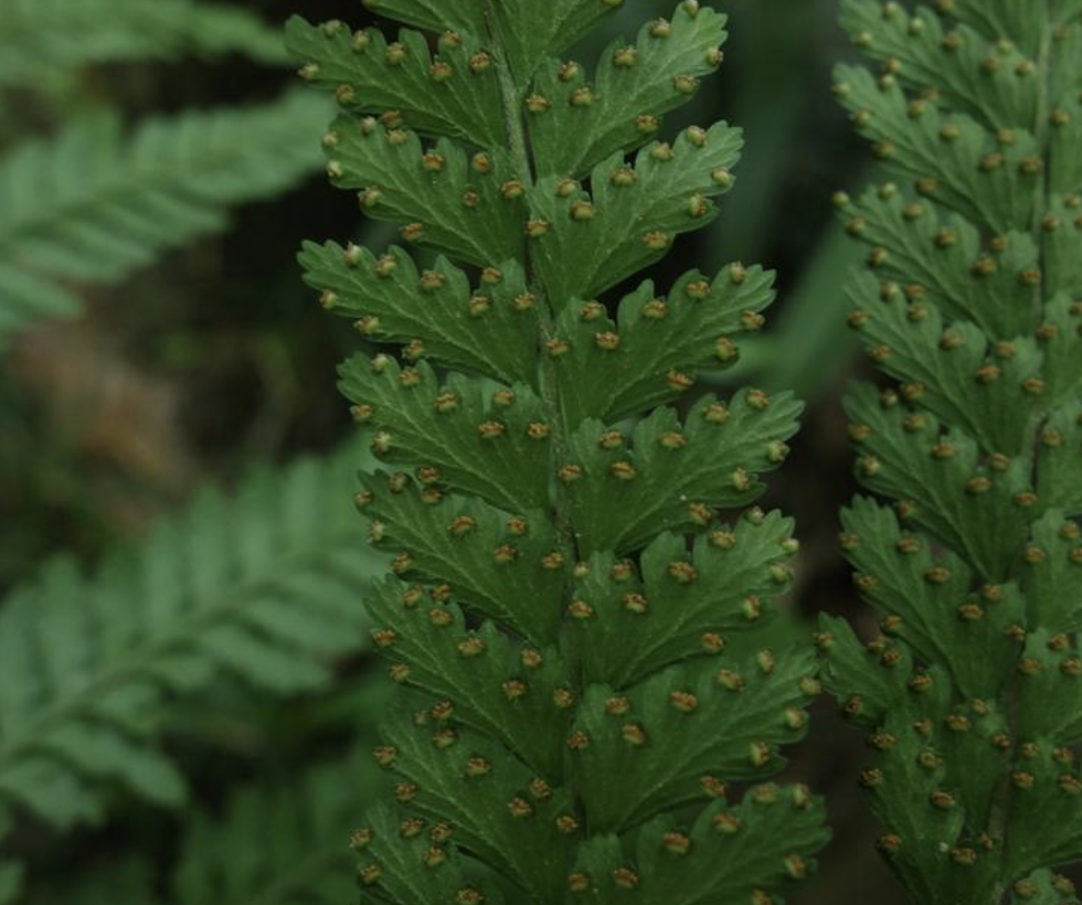  p>粗毛鳞盖蕨(学名: i>microlepia strigosa /i>  (thunb.) c.