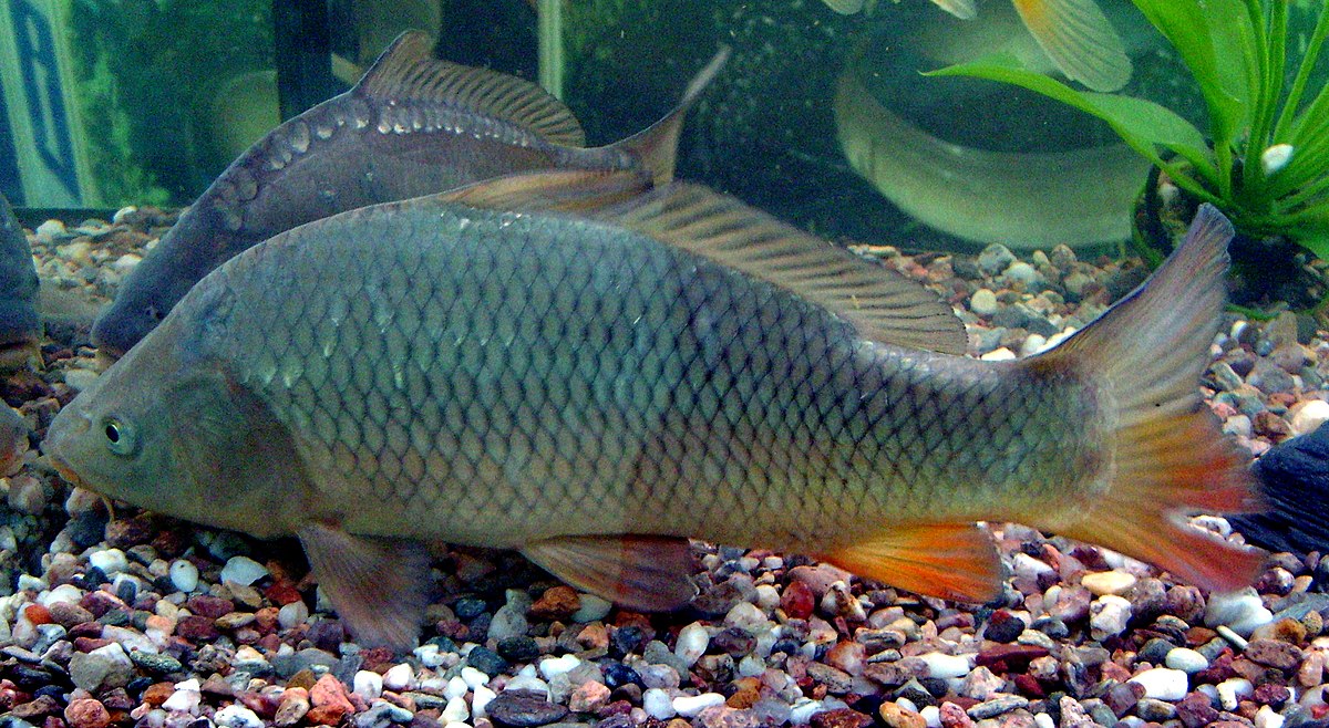  p>鲤(学名: i>cyprinus carpio /i>)是鲤科,鲤属鱼类.