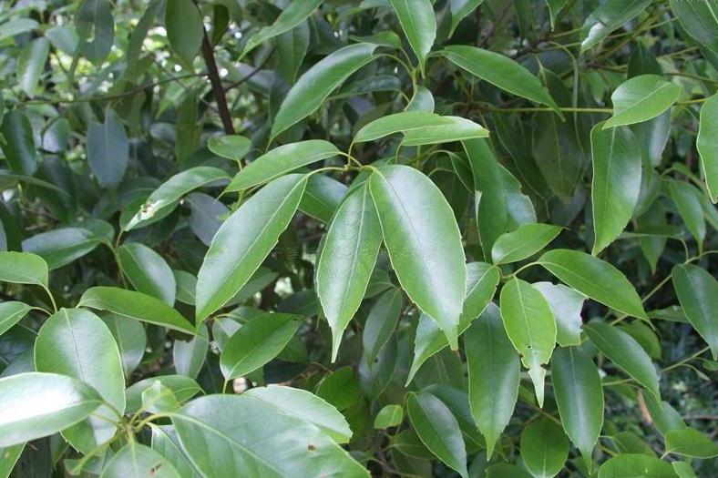  p>褐叶青冈(学名: i>cyclobalanopsis stewardiana /i> (a.