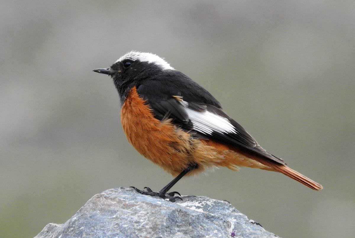  i>phoenicurus erythrogastrus /i>)是鹟科,红尾鸲属小型鸟类,体长16