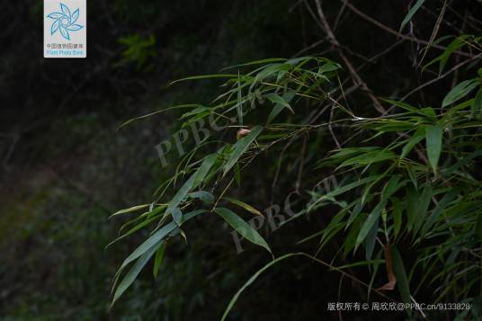 丹霞山刚竹_百度百科