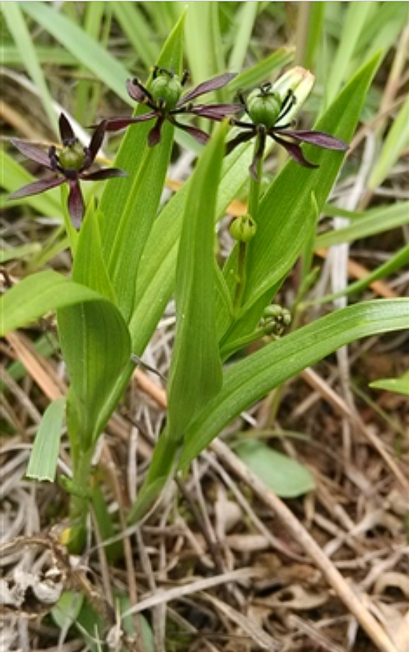 山慈姑 全网资源