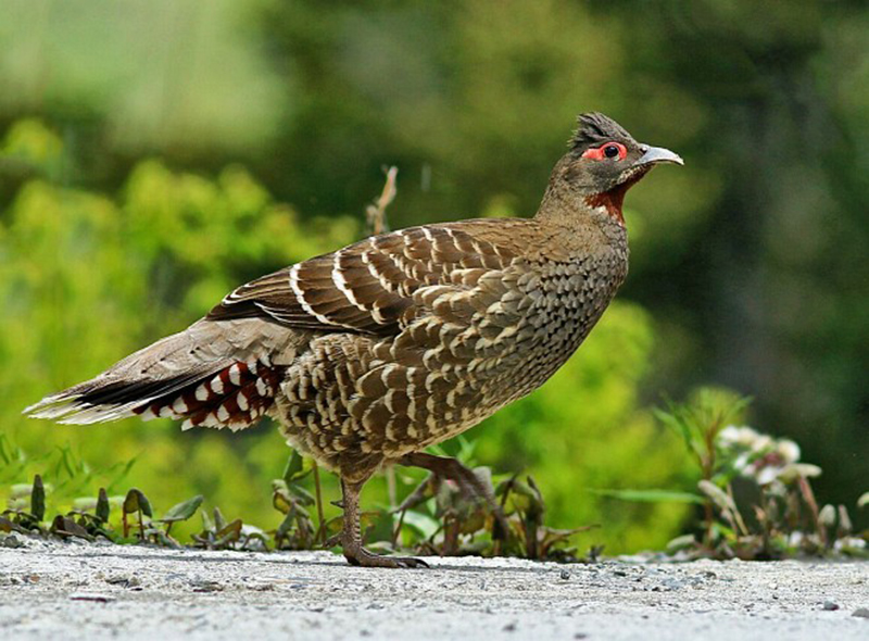  p>红喉雉鹑(学名: i>tetraophasis obscurus /i>):是雉科,雉鹑属的 a