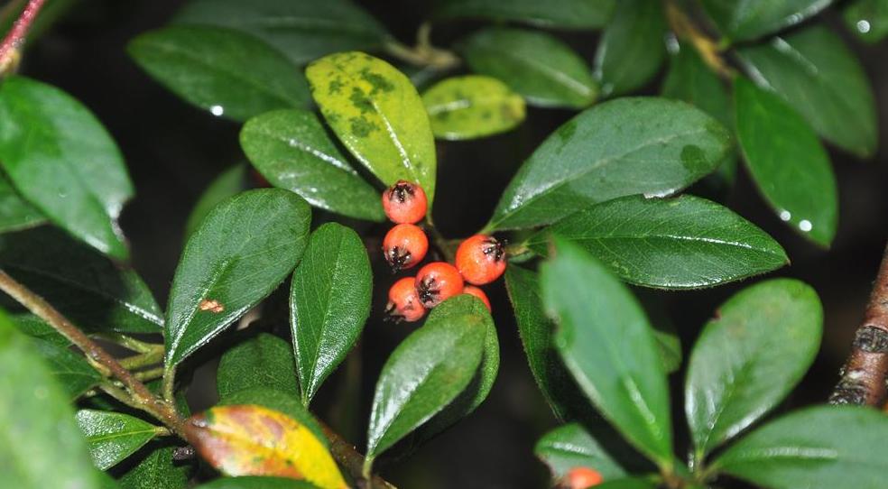cotoneaster glaucophyllus