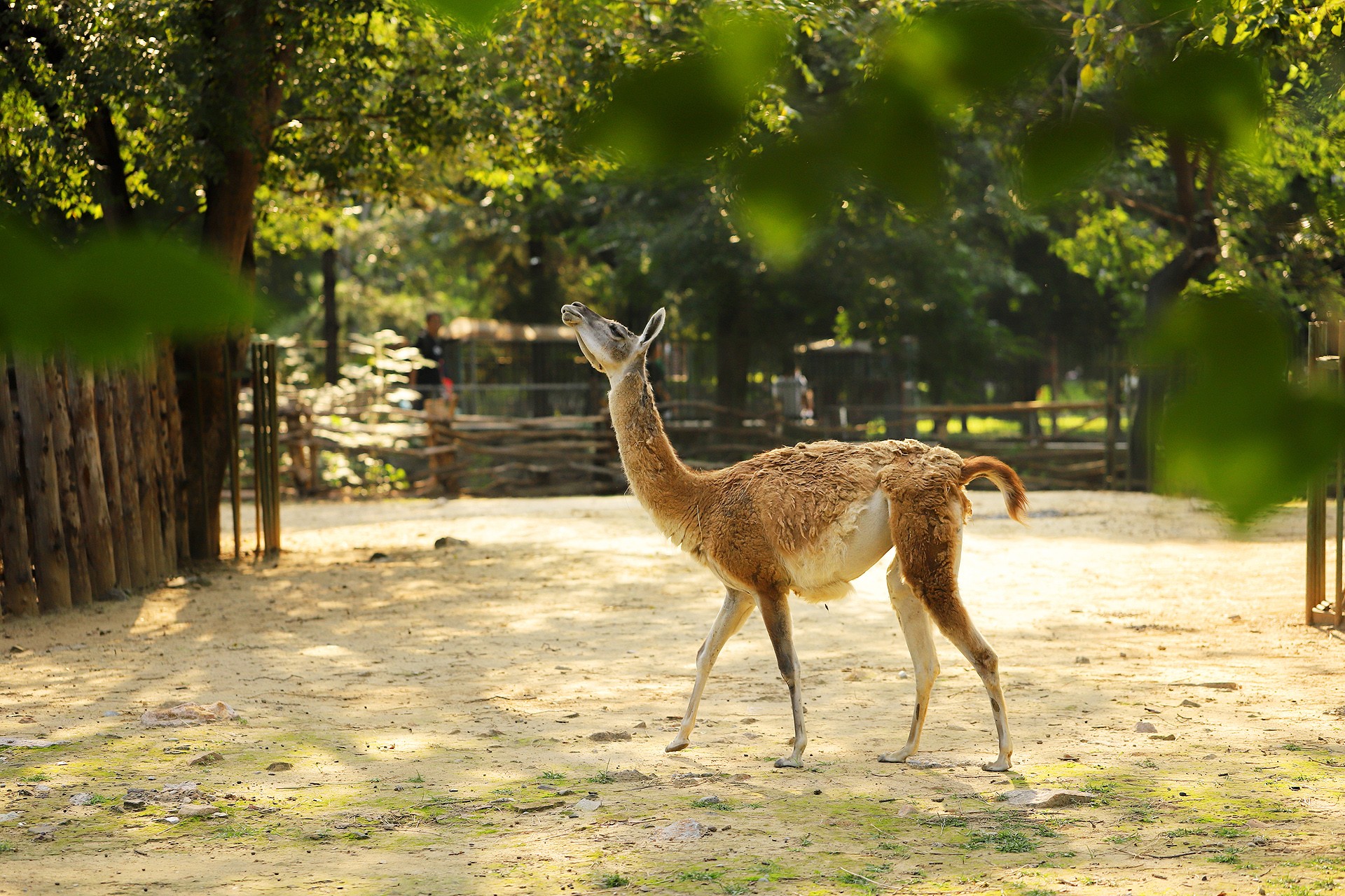  p>原驼(学名: i>lama guanicoe /i>)是一种温顺的 a target="_blank"