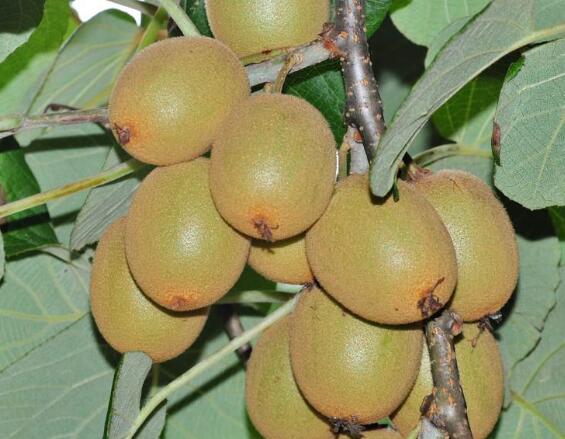 是猕猴桃科,猕猴桃属大植物.