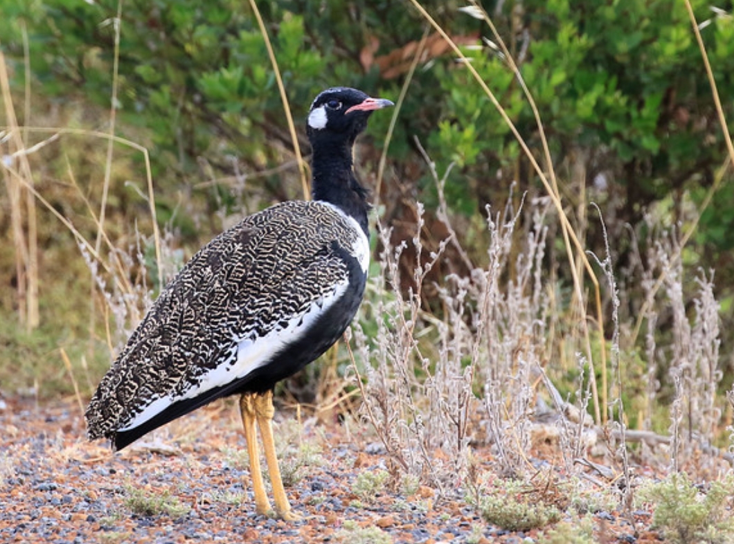  p>黑鸨(学名: i>afrotis afra /i>):是鸨科,非洲鸨属鸟类.