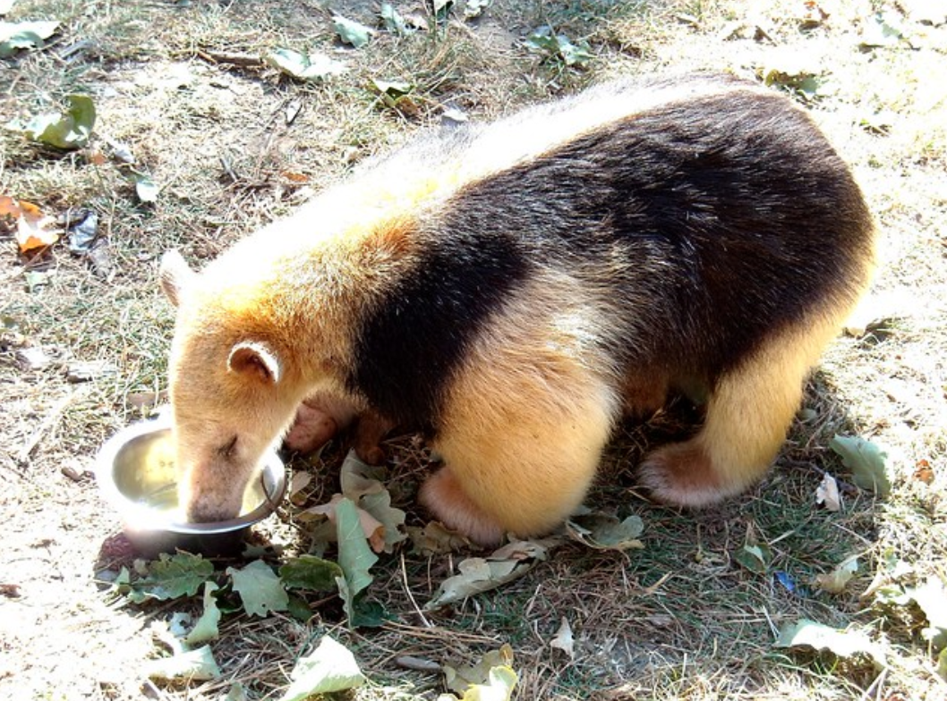  p>小食蚁兽(学名: i>tamandua tetradactyla /i>):是哺乳纲,披毛目的