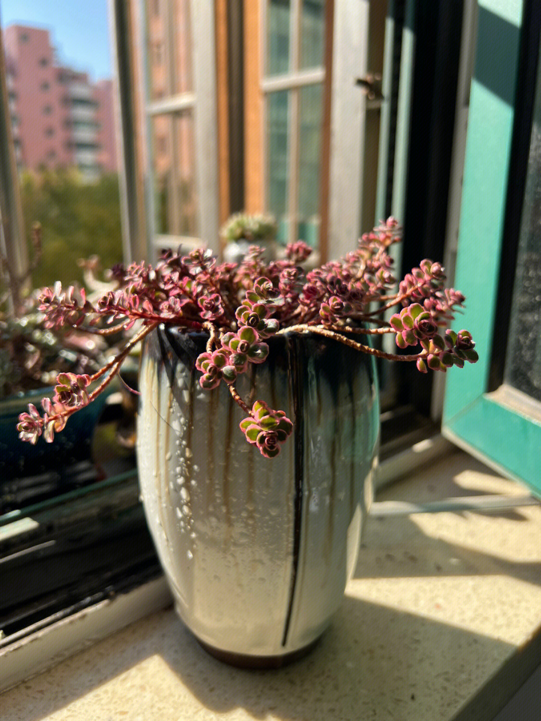  p data-id="tzqyzfzsye4q">小球玫瑰(sedum spurium dragons blood