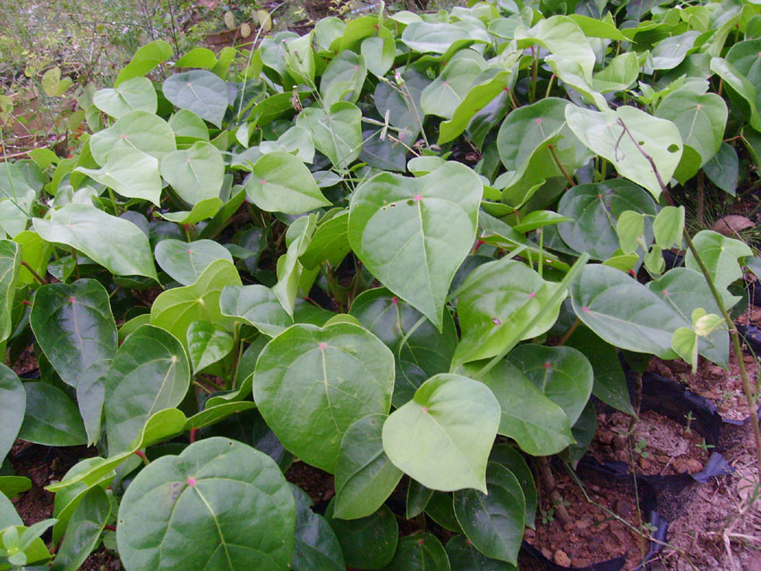 莲叶桐海南个体001