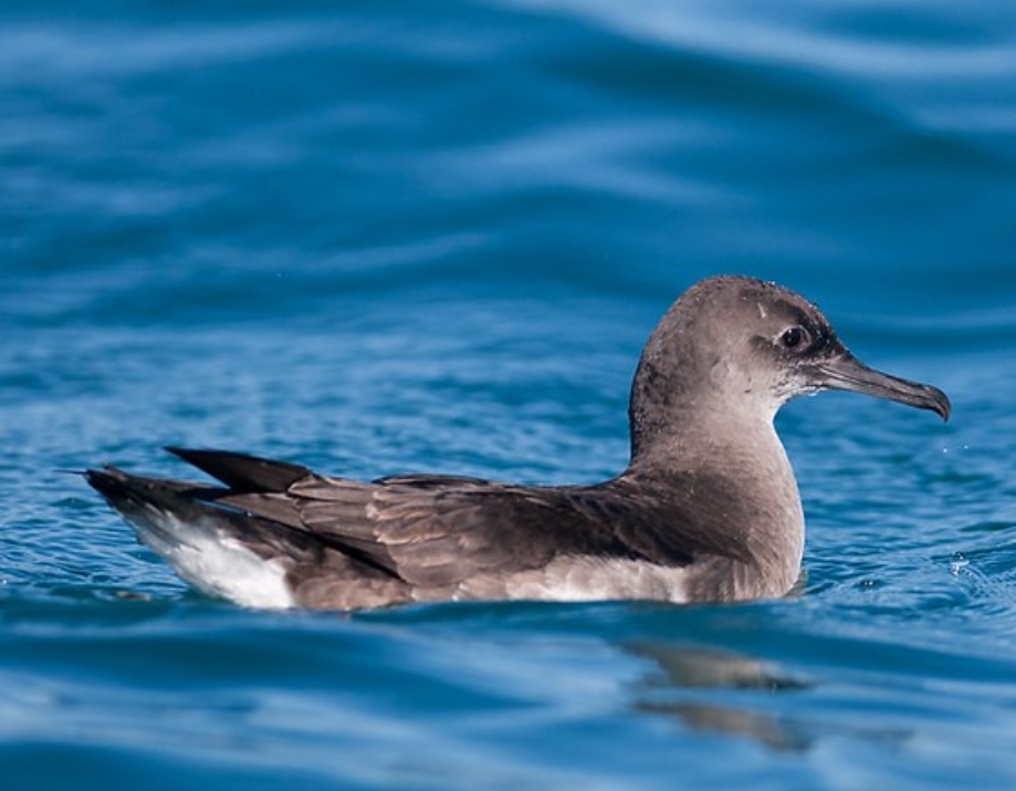  p>澳洲鹱(学名: i>puffinus huttoni /i>):鹱科,剪水鹱属海洋鸟类.