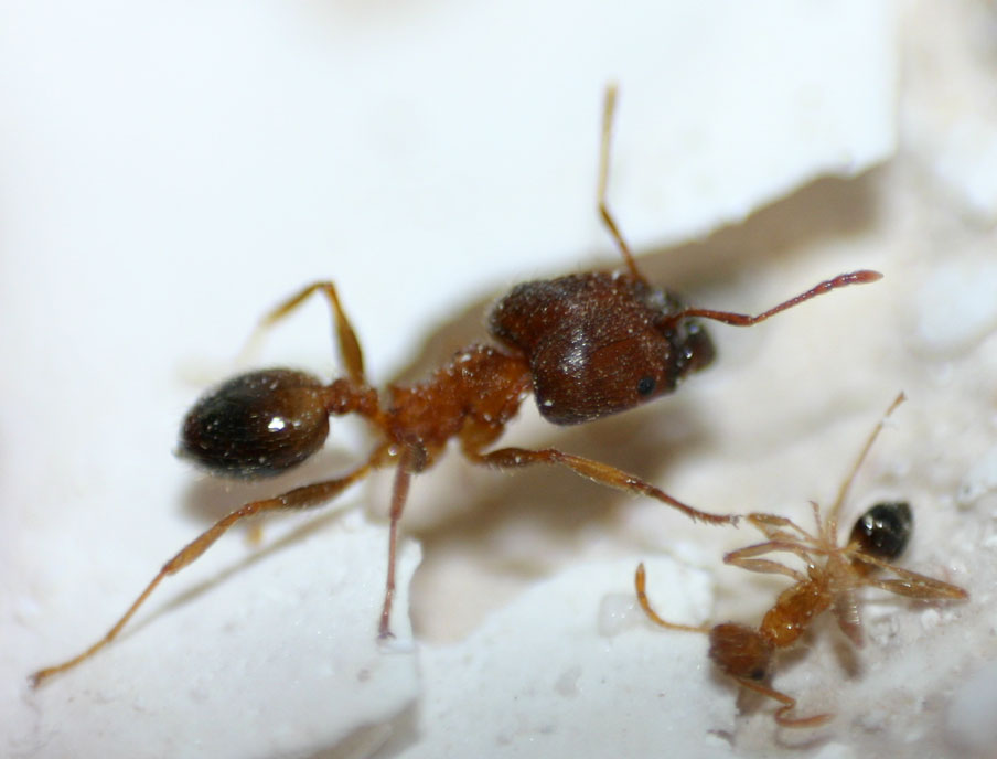 特内里费大头蚁