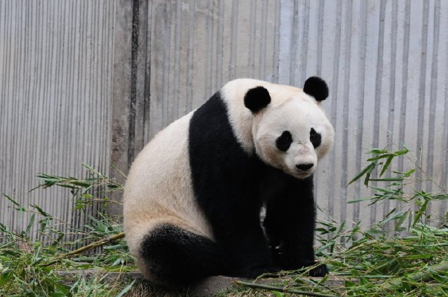 大熊猫冰冰