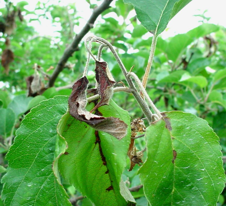 苹果树枝枯病