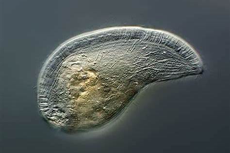 虫体通常大,侧扁.大核可能是低倍体.贪食的肉食性原生动物. /p>