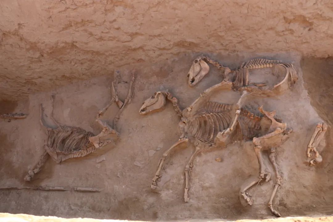 甘肃武威唐代吐谷浑王族墓葬群