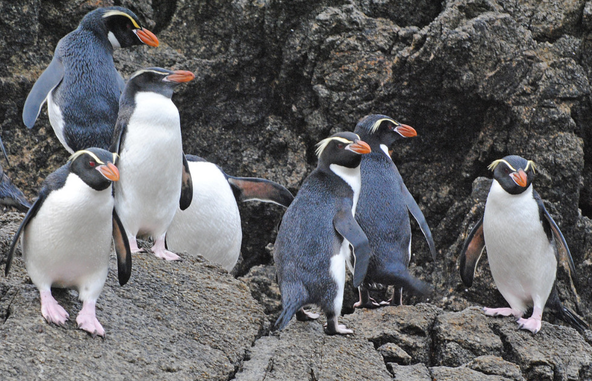 企鹅属于鸟类吗说说理由为什么在线