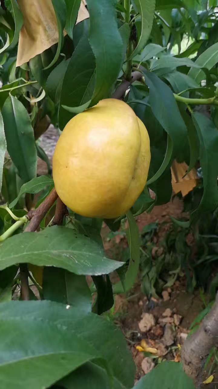  a target="_blank" href="/item/中国农业科学院郑州果树研究所