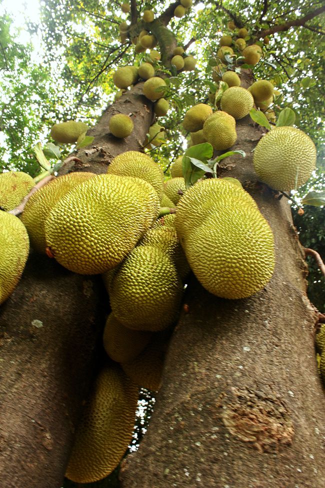 小果菠萝蜜