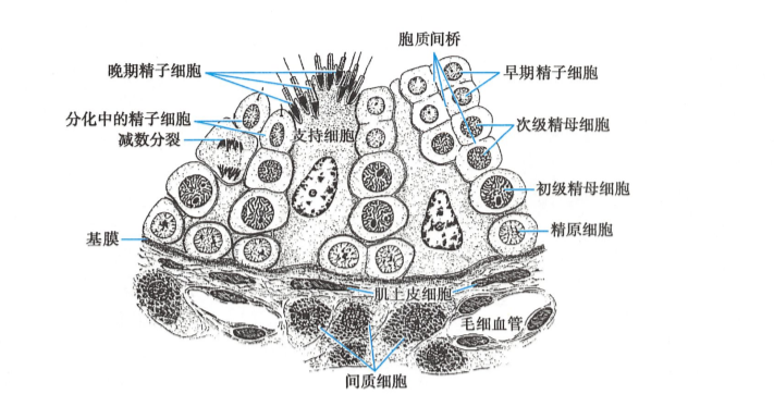 睾丸