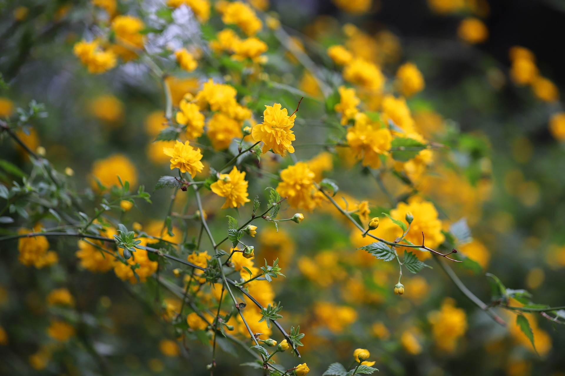  p data-id="gnwke5vreh">重瓣棣棠花(学名: i