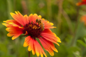 菊科 不仅是看脸而已 百科ta说