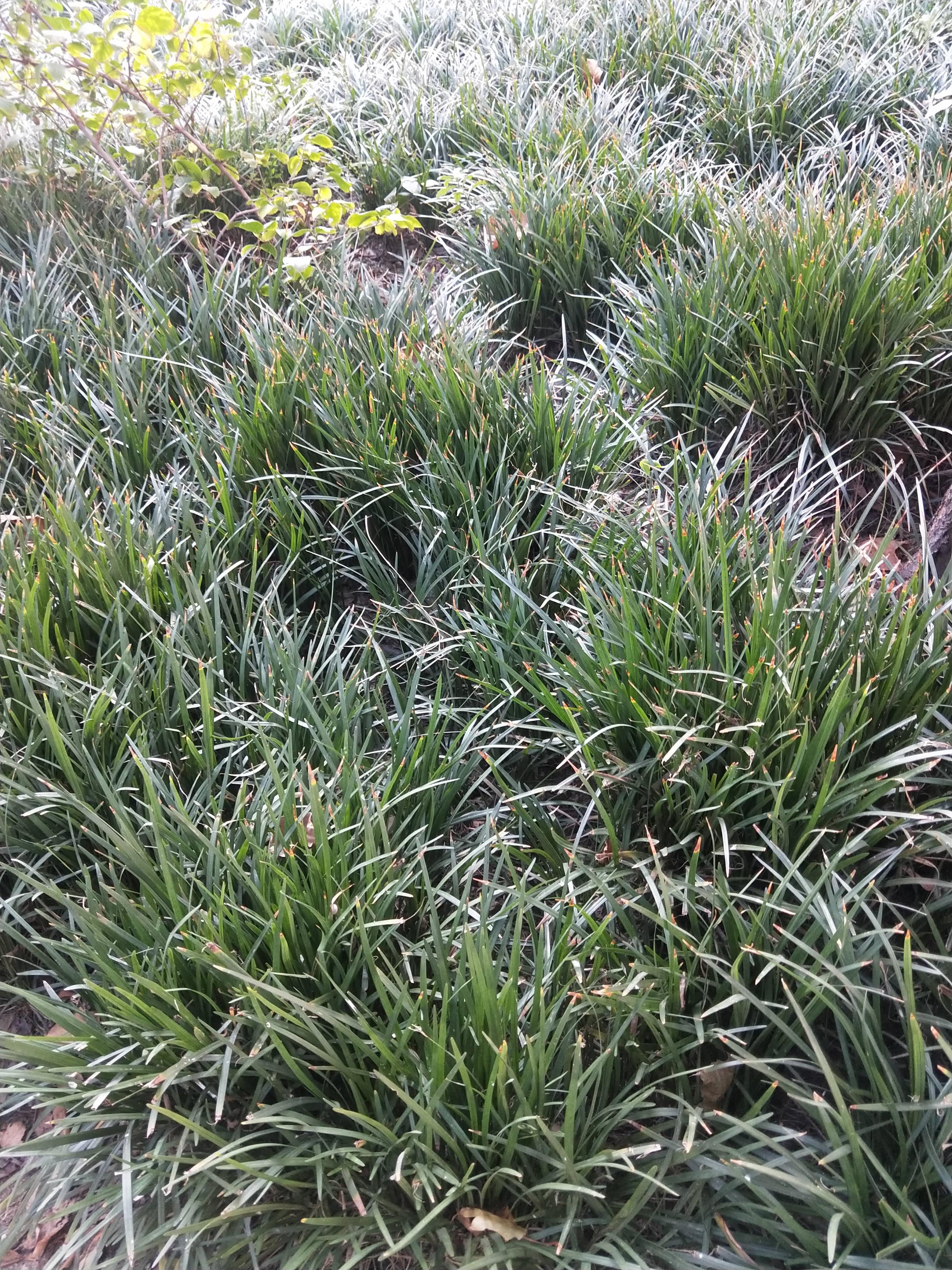  p data-id="txtsqwvjuetj">麦冬(拉丁学名: i>ophiopogon japonicus 