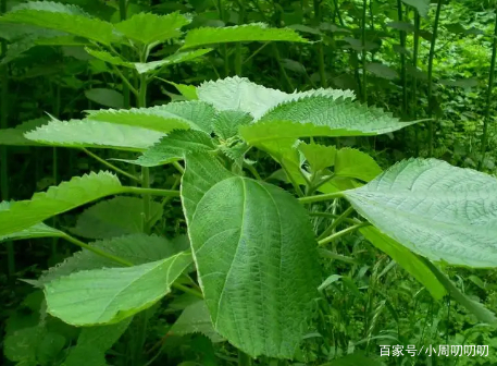 苎麻：古代贵为“软黄金”，如今常用来喂鱼，做美食简直绝绝子_百科TA说