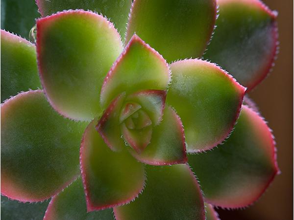 红缘莲花掌
