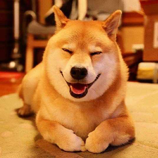 柴犬 犬科犬属动物 百度百科