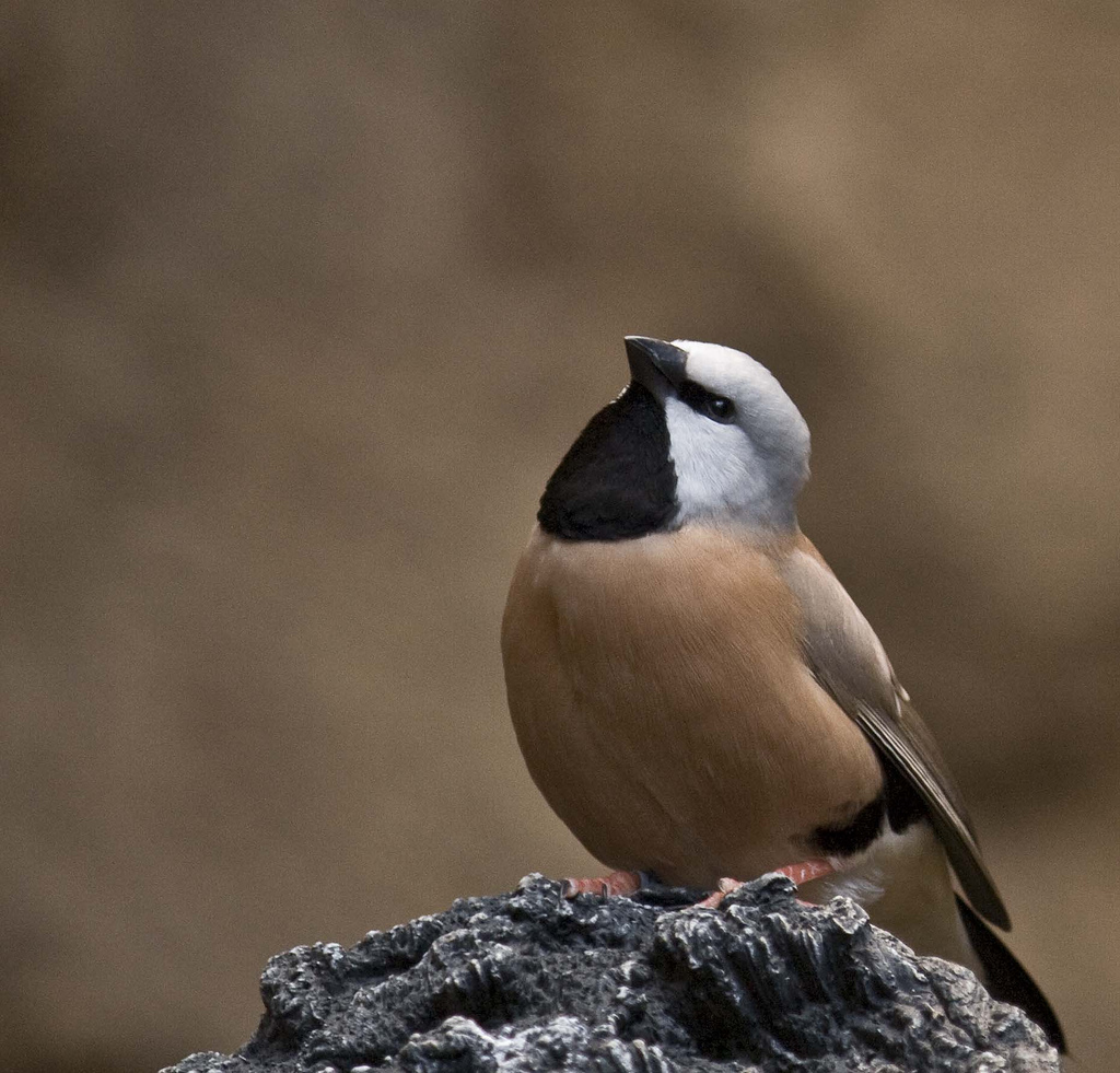  p>黑喉草雀(学名: i>poephila cincta /i>)是珍贵的 a href="#" data