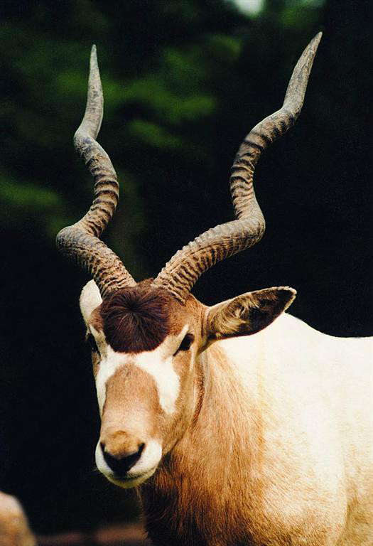  p>旋角羚(学名: i>addax nasomaculatus /i>):体型较大,体长1.5-1.
