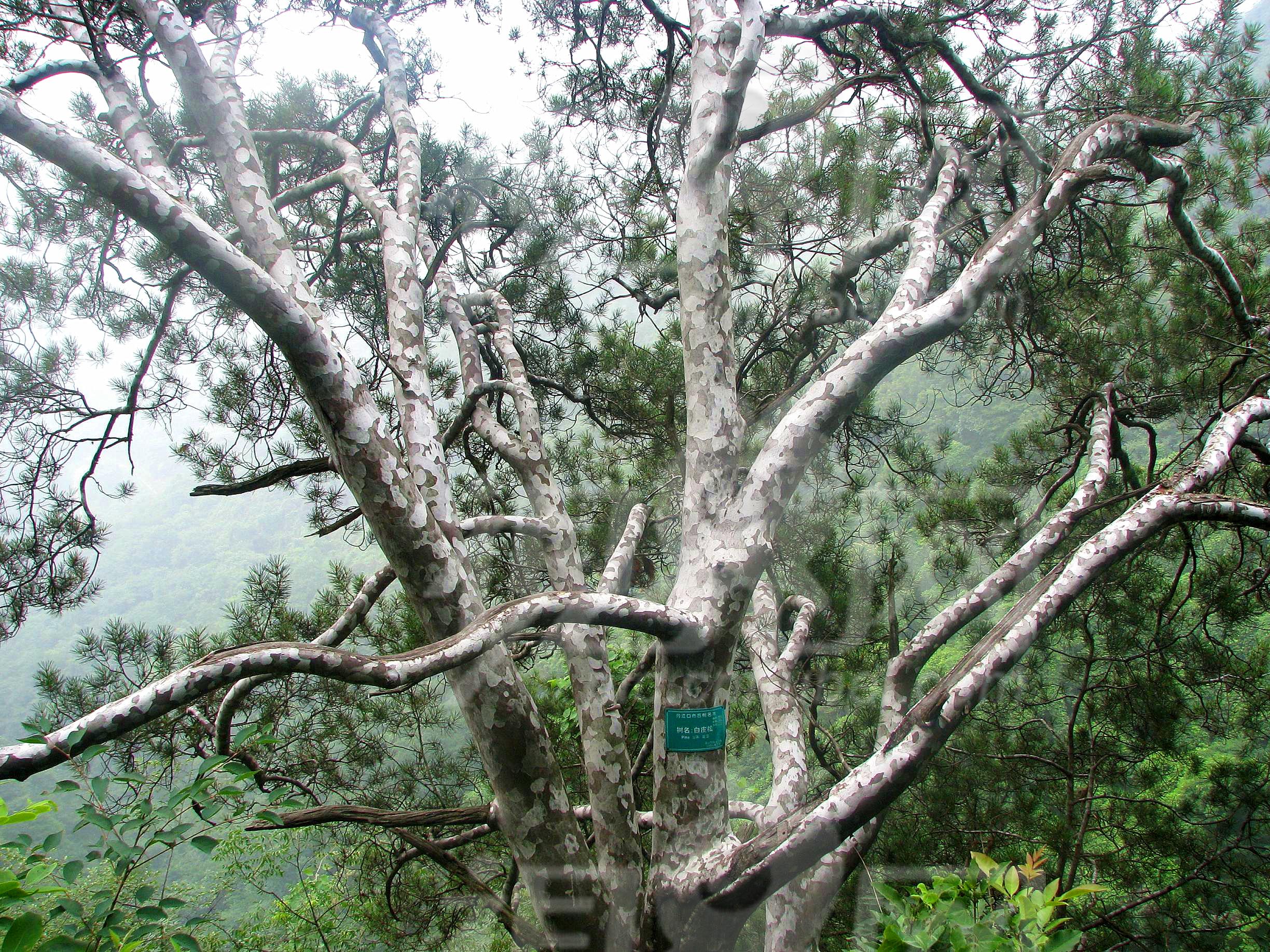  p>白皮松(学名: i>pinus bungeana /i> zucc.