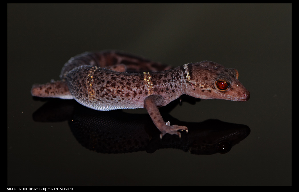  p>海南睑虎又叫海南守宫,眼皮守宫,是我国特有物种,分布于我国海南省