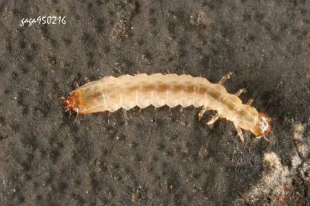  p>雌虫体长5毫米左右.体黑色具光泽,全身密布粗刻点,被白色短绒毛.