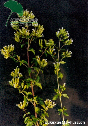 micromeria formosana