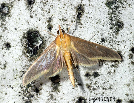 金黄镰翅野螟蛾