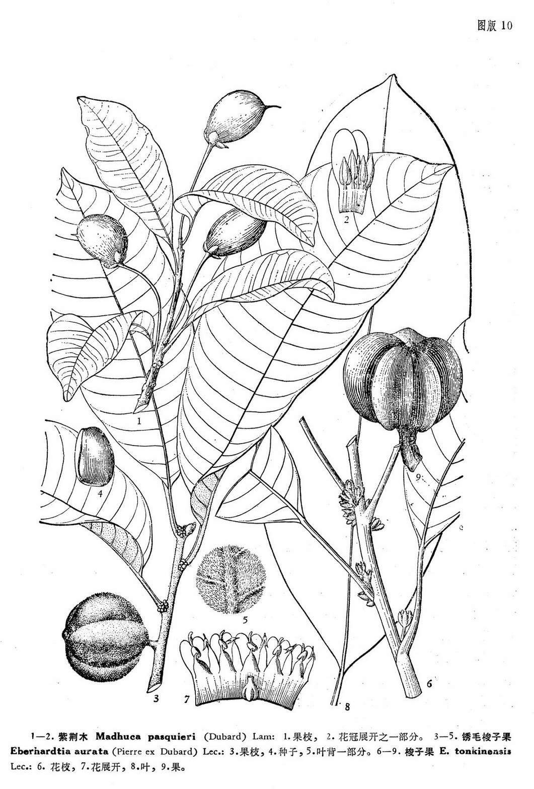 eberhardtia tonkinensis lec.