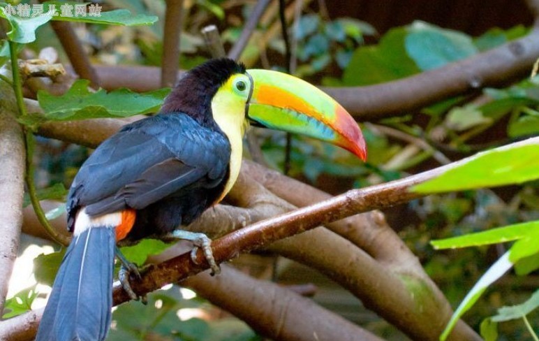  p>凸肋厚嘴巨嘴鸟(学名:ramphastos sulfuratus brevicarinatus)是 a