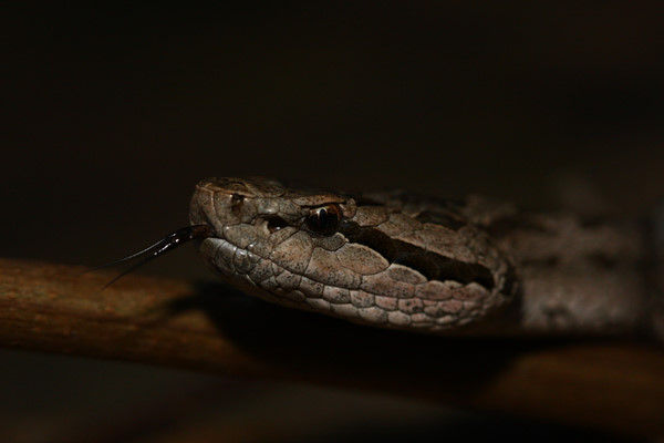 gloydius shedaoensis