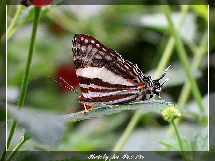  p>黑燕尾蚬蝶是蚬蝶科中体形较大,数量比较稀少的美丽蝶种.