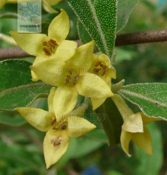 elaeagnus viridis serv.