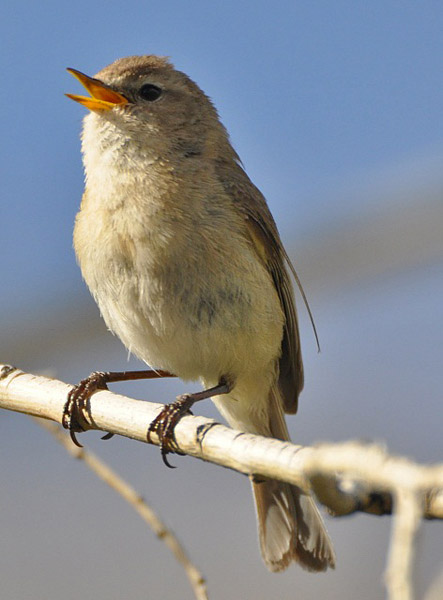 phylloscopus  sindianus