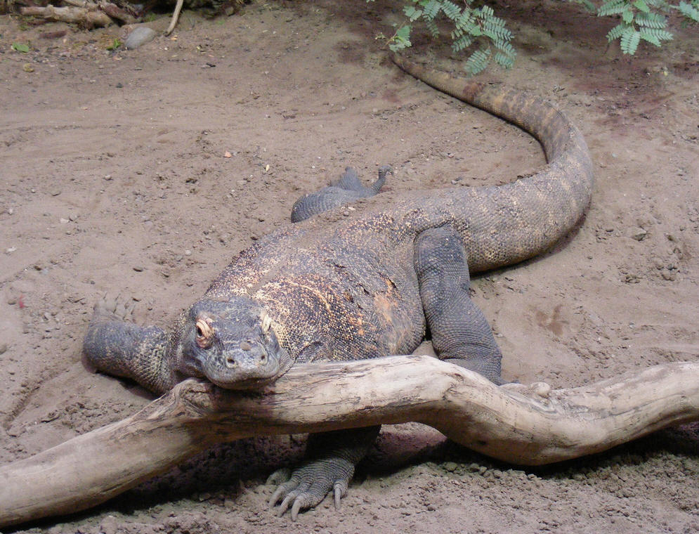  p>科莫多巨蜥,学名 b> i>varanus komodoensis /i> /b>(ouwens,1912)