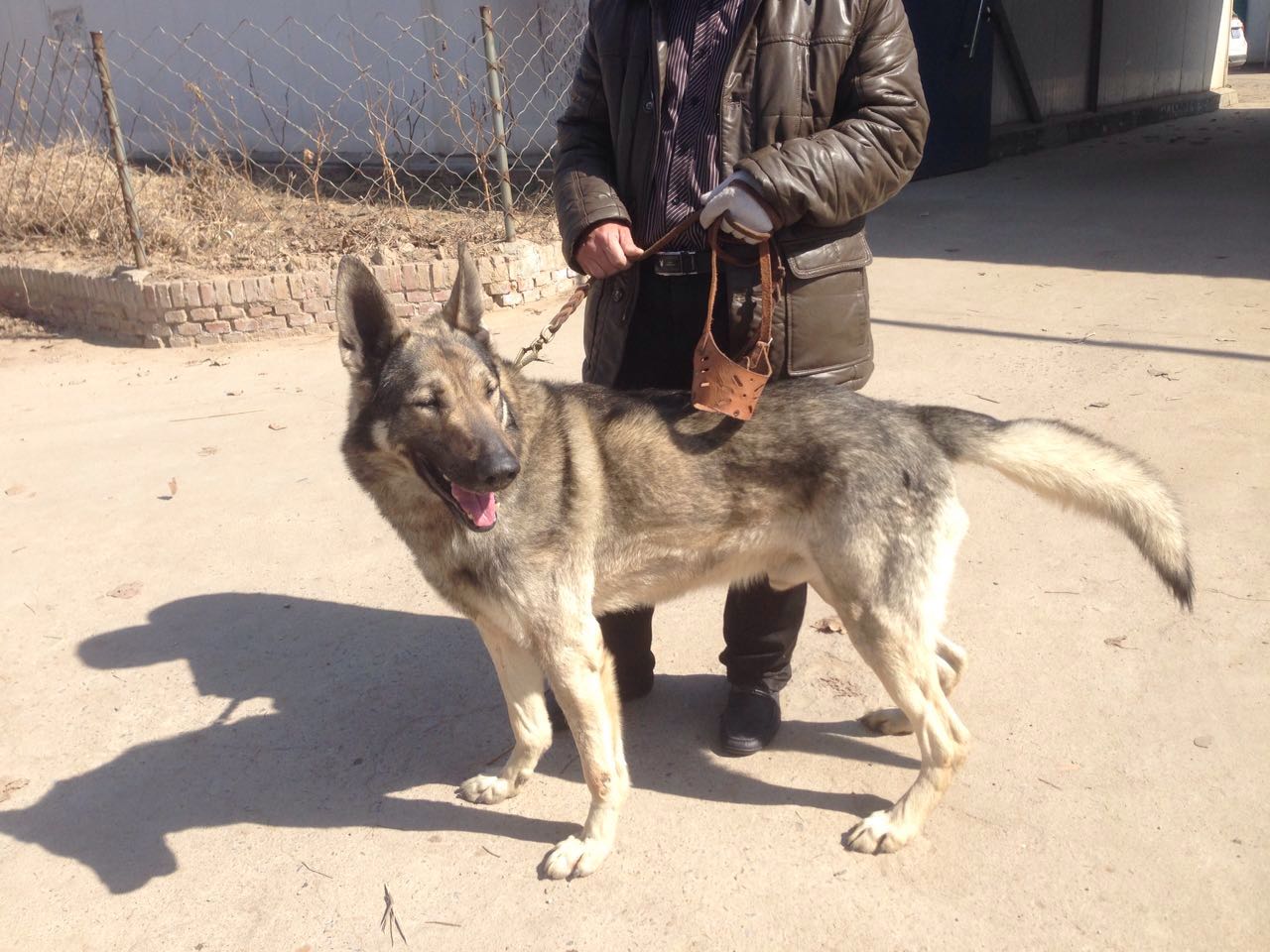  p>狼青犬是一种狼青色的狼犬,在我国分布比较广泛,尤其在北方地区