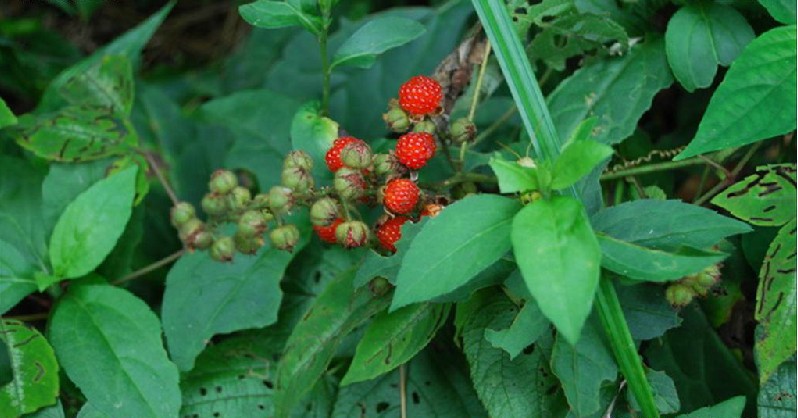 腺毛喜阴悬钩子