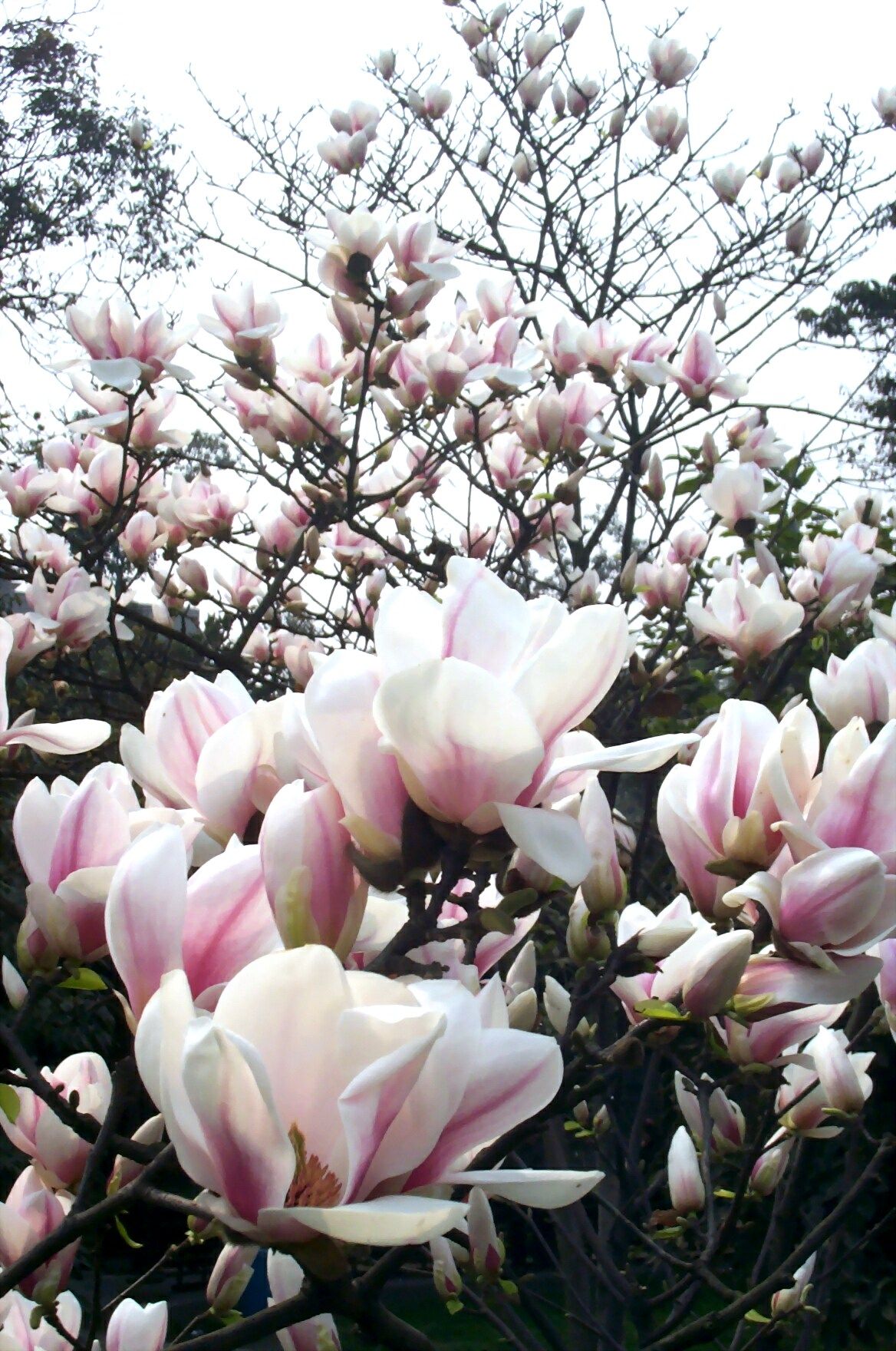 ">湖北木兰 /a>, a target="_blank" href="/item/迎春树">迎春树 
