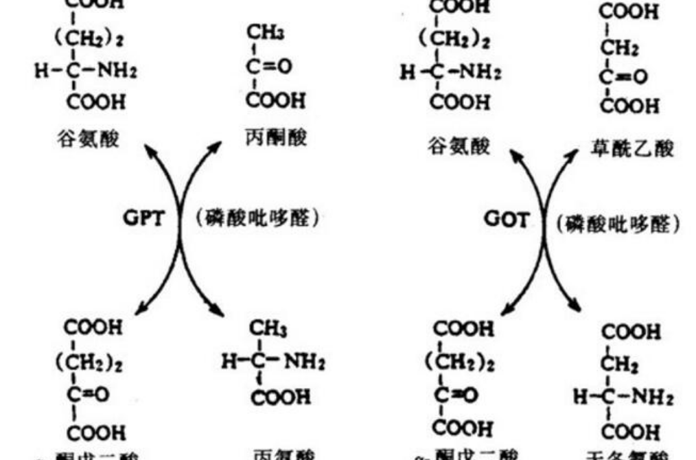  p>谷草转氨酶(ast)主要分布在心肌,其次是肝脏,骨骼肌和肾脏等组织中